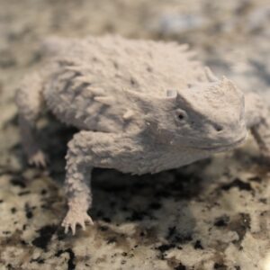 Horned Lizard